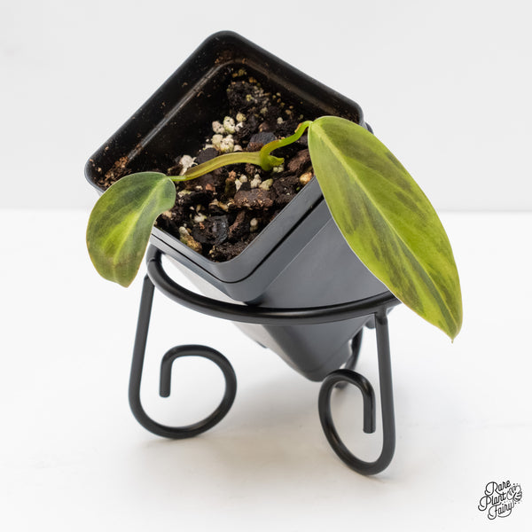 Philodendron Gigas Variegated (wk3-UC)