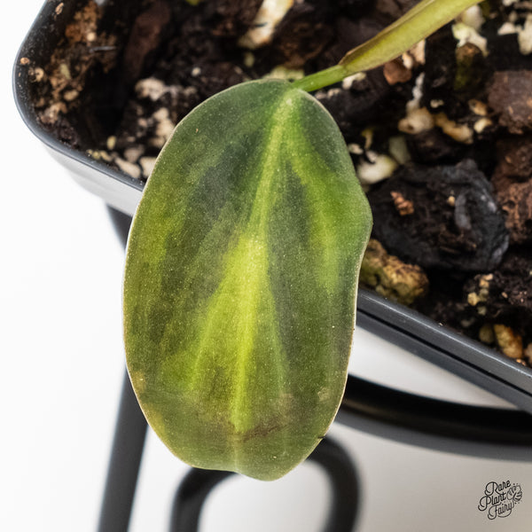 Philodendron Gigas Variegated (wk3-UC)