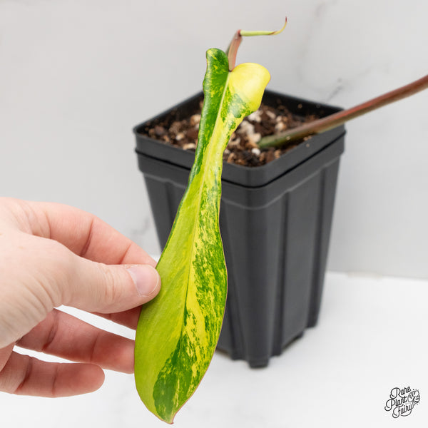 Philodendron 'Joepii' Variegated (wk2-C)