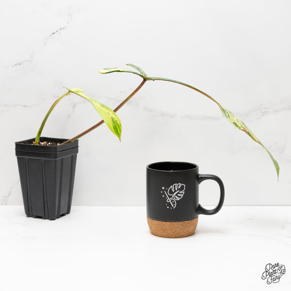 Philodendron 'Joepii' Variegated (wk2-C)