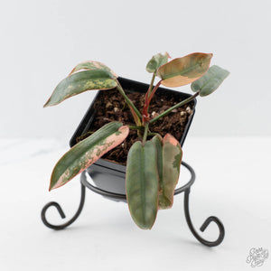 Philodendron Atabapoense Variegated (wk42-L202)