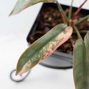 Philodendron Atabapoense Variegated (wk42-L202)