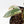 Philodendron Atabapoense Variegated (wk42-L202)
