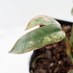 Philodendron Atabapoense Variegated (wk42-L202)