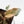 Philodendron Atabapoense Variegated (wk42-L202)