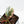 Philodendron Atabapoense Variegated (wk42-L202)