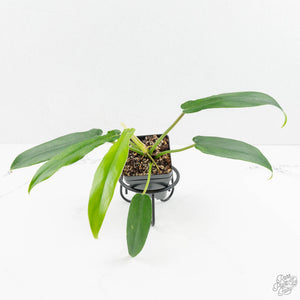 Philodendron 'Belle Isle' (wk15-C)