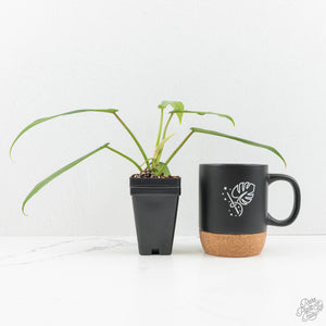Philodendron 'Belle Isle' (wk15-C)