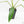 Philodendron 'Belle Isle' (wk15-C)