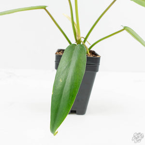 Philodendron 'Belle Isle' (wk15-C)