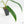Philodendron 'Belle Isle' (wk15-C)