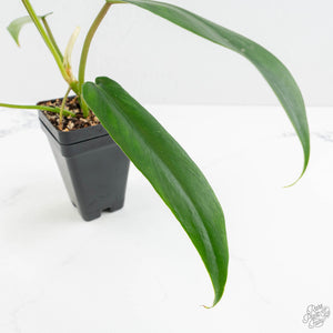 Philodendron 'Belle Isle' (wk15-C)