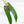 Philodendron 'Belle Isle' (wk15-C)