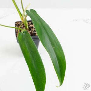 Philodendron 'Belle Isle' (wk15-C)