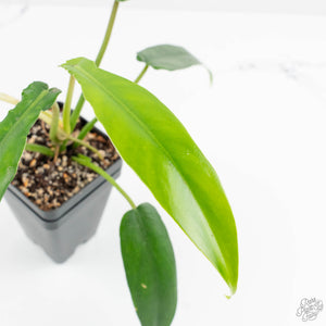 Philodendron 'Belle Isle' (wk15-C)