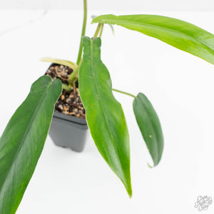 Philodendron 'Belle Isle' (wk15-C)