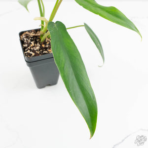 Philodendron 'Belle Isle' (wk15-C)