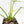 Philodendron 'Belle Isle' (wk15-C)
