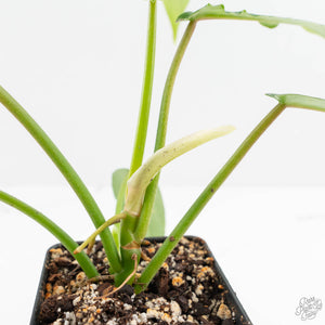 Philodendron 'Belle Isle' (wk15-C)
