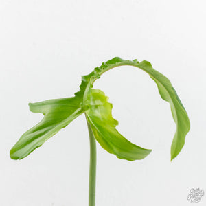Philodendron 'Belle Isle' (wk17-G)