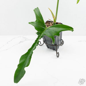 Philodendron 'Belle Isle' (wk17-G)