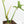 Philodendron 'Belle Isle' (wk17-G)