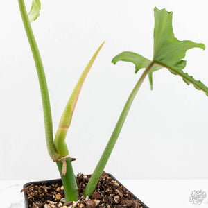 Philodendron 'Belle Isle' (wk17-G)