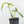 Philodendron 'Belle Isle' (wk17-G)