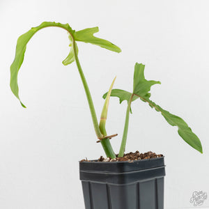 Philodendron 'Belle Isle' (wk17-G)