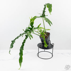 Philodendron 'Belle Isle' (wk25-UJ)