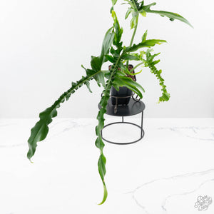 Philodendron 'Belle Isle' (wk25-UJ)