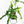 Philodendron 'Belle Isle' (wk25-UJ)