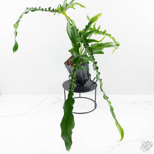 Philodendron 'Belle Isle' (wk25-UJ)