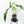 Philodendron 'Belle Isle' (wk25-UJ)