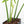 Philodendron 'Belle Isle' (wk25-UJ)