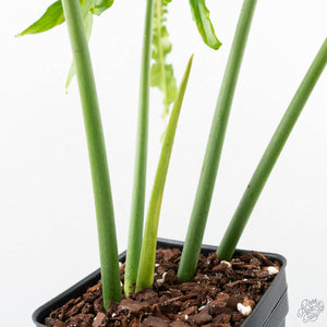 Philodendron 'Belle Isle' (wk25-UJ)