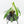 Philodendron 'Belle Isle'