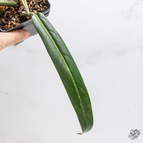 Philodendron Bicolor (wk48-P)