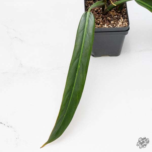 Philodendron Bicolor (wk48-P)