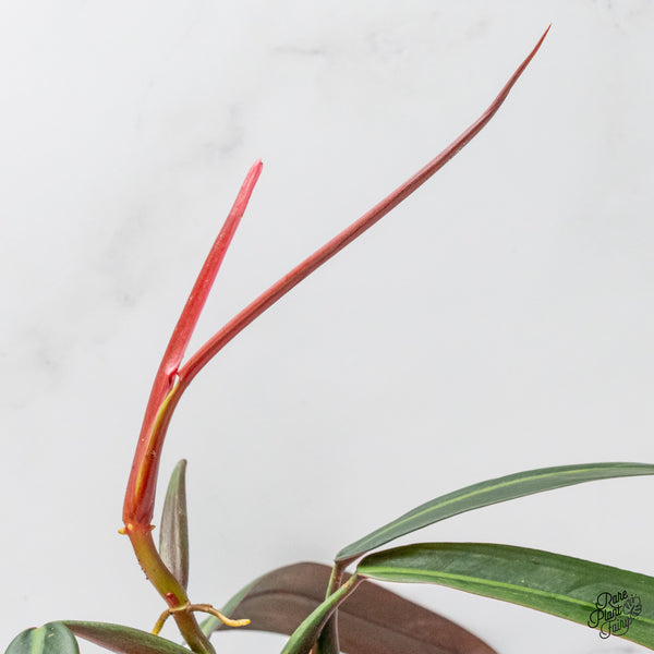 Philodendron Bicolor (wk48-P)