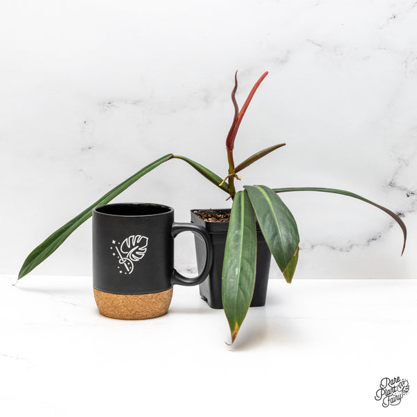 Philodendron Bicolor (wk48-P)