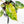 Philodendron 'Billietiae' Variegated (wk26-B)