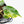 Philodendron 'Billietiae' Variegated (wk26-B)