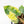 Philodendron 'Billietiae' Variegated (wk26-B)