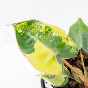 Philodendron 'Billietiae' Variegated (wk26-B)