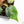 Philodendron 'Billietiae' Variegated (wk26-B)