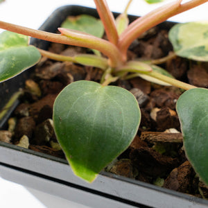 Philodendron 'Billietiae' Variegated (wk26-B)