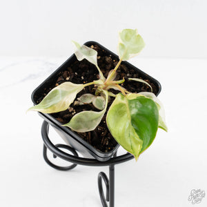 Philodendron 'Billietiae' albo variegated (wk29-UJ)