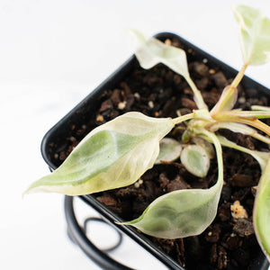 Philodendron 'Billietiae' albo variegated (wk29-UJ)