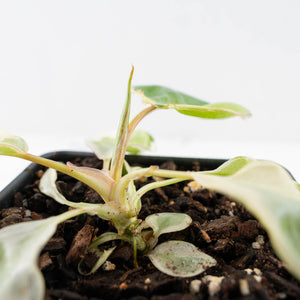 Philodendron 'Billietiae' albo variegated (wk29-UJ)